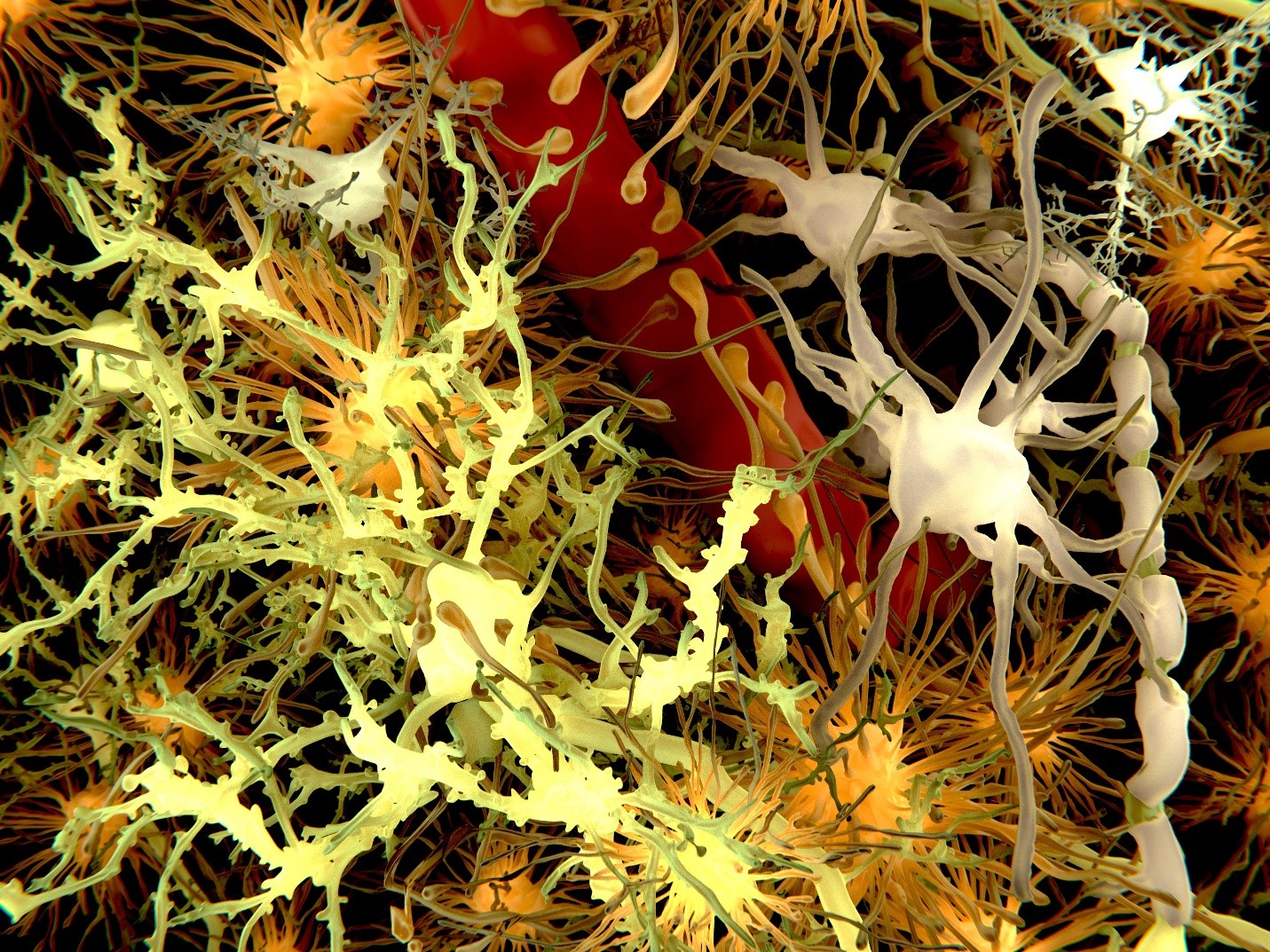 Microglia-astrocyte crosstalk: An intimate molecular conversation