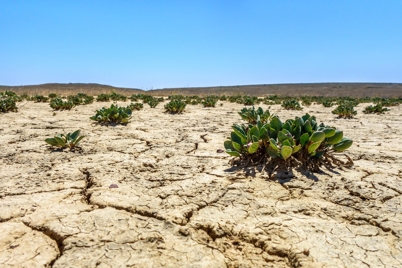 Nitric oxide regulates plant responses to drought, salinity, and heavy metal stress