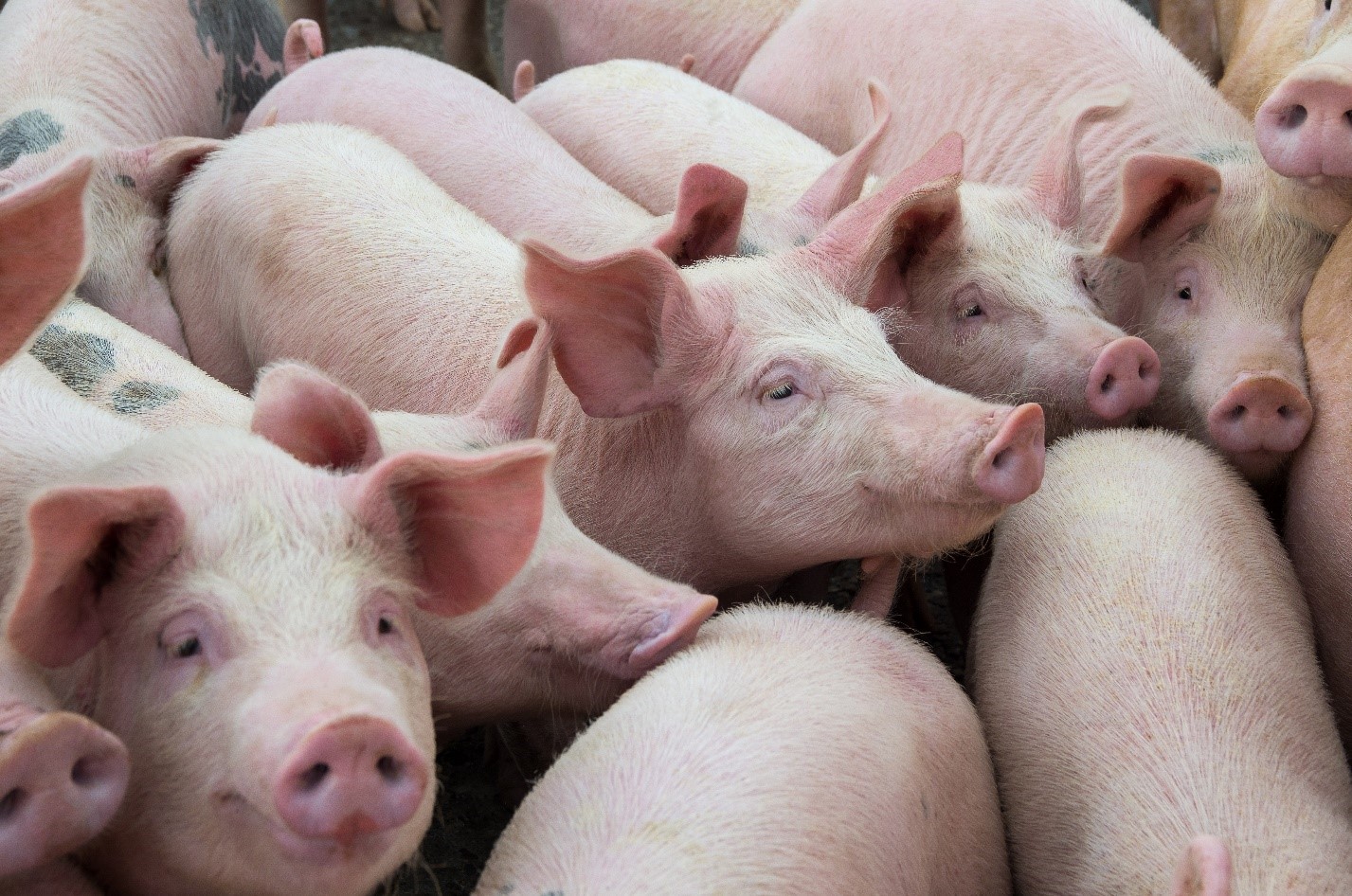 Porcine epidemic diarrhea virus: An emerging and re-emerging epizootic swine virus