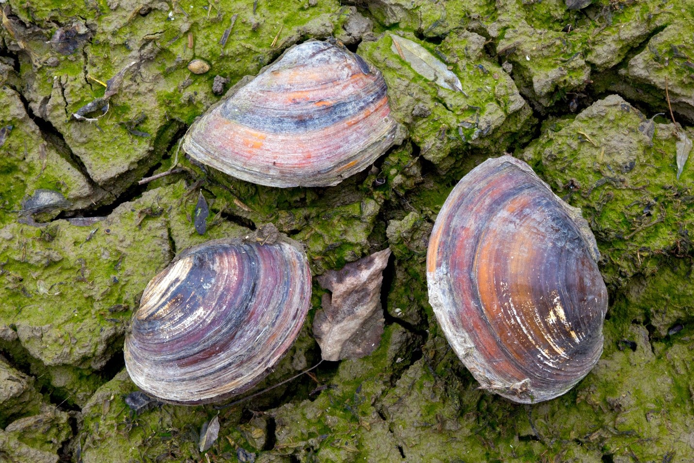 Diversity, biogeography and conservation of freshwater mussels (Bivalvia: Unionida) in East and Southeast Asia